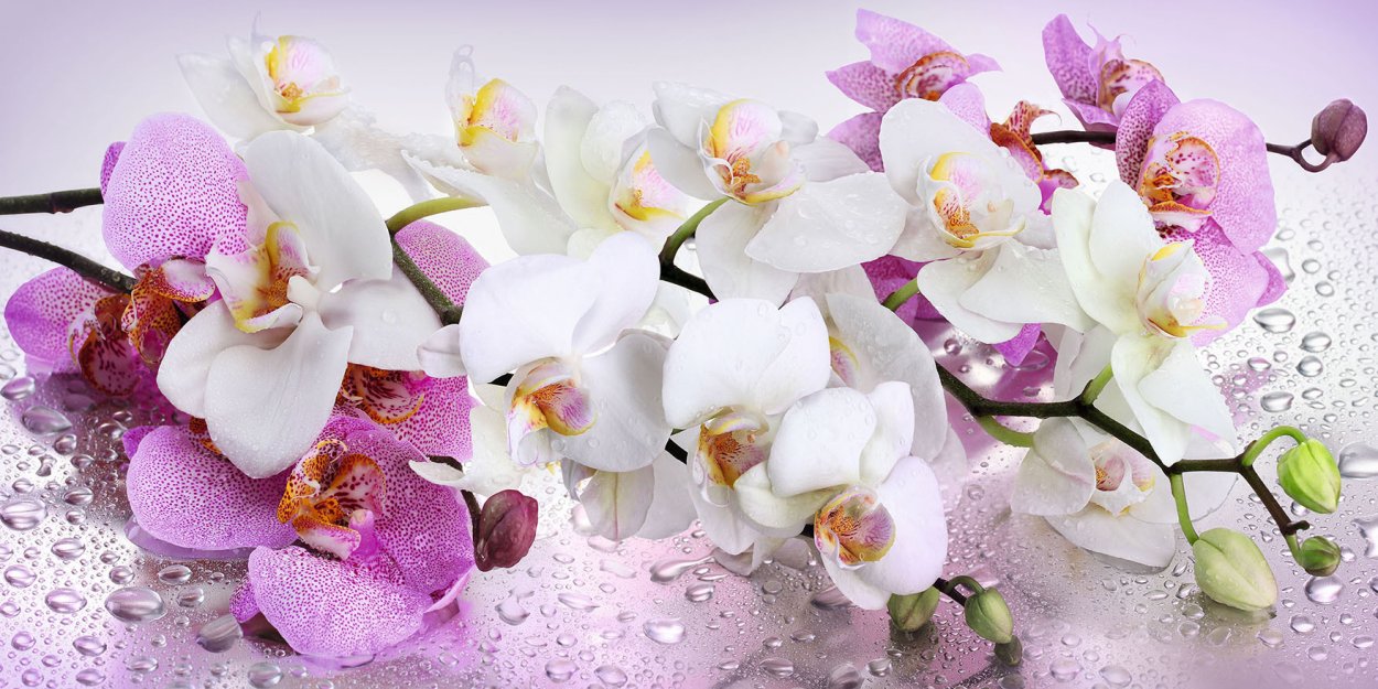 Орион орхидея