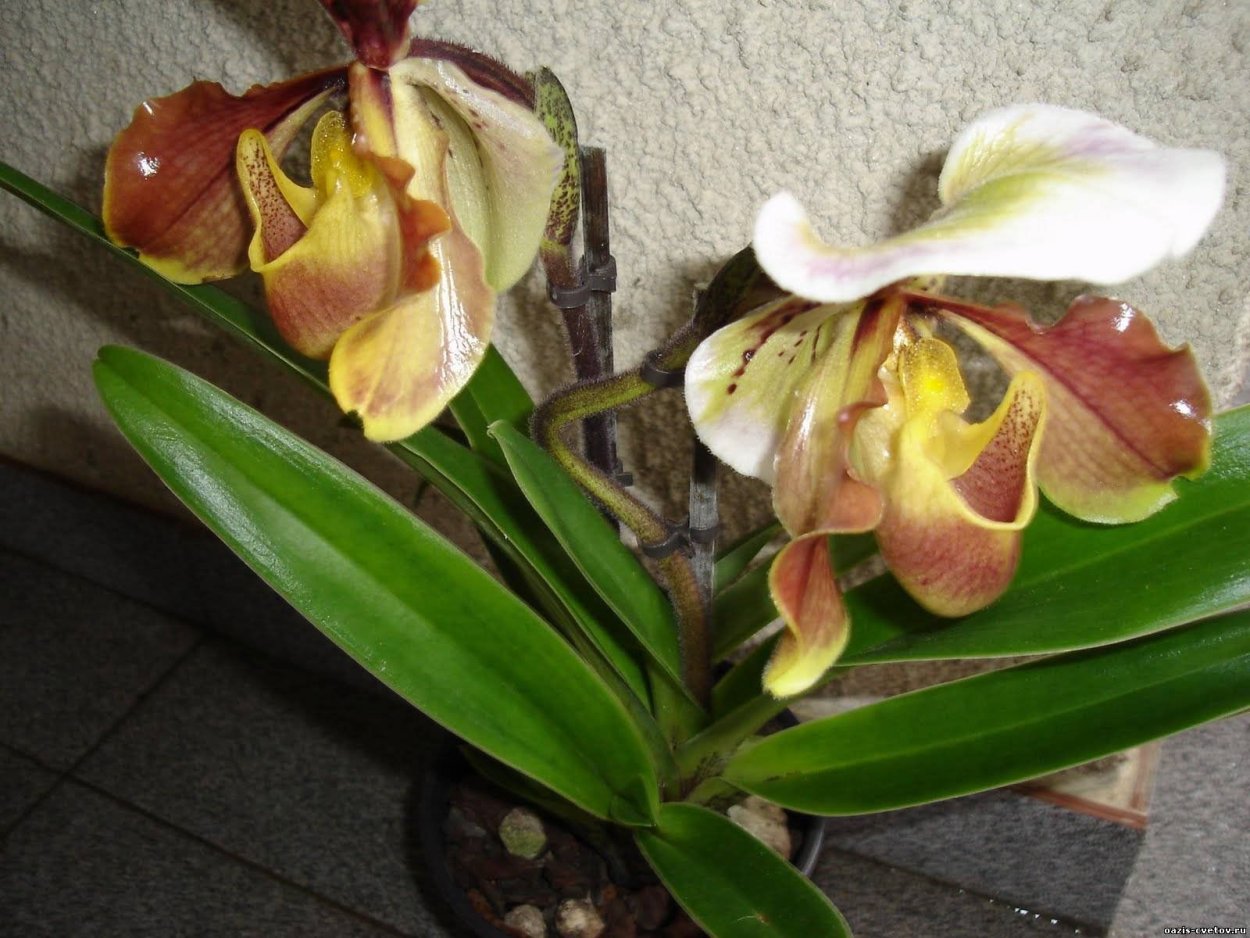 Башмачок орхидея