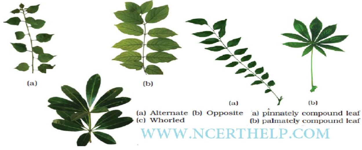 Гербарий сложные листья