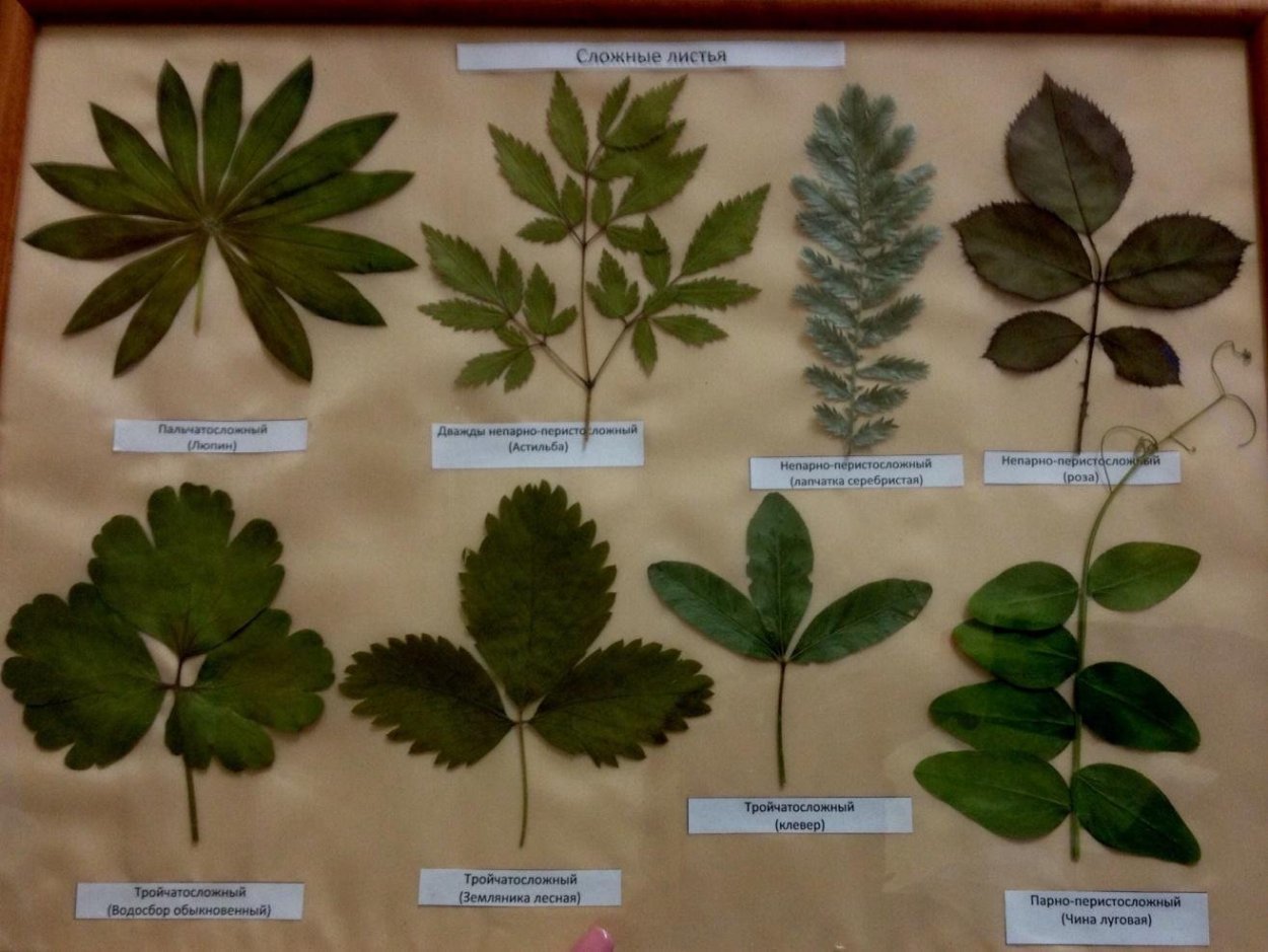 Растения с листьями похожими на кленовые
