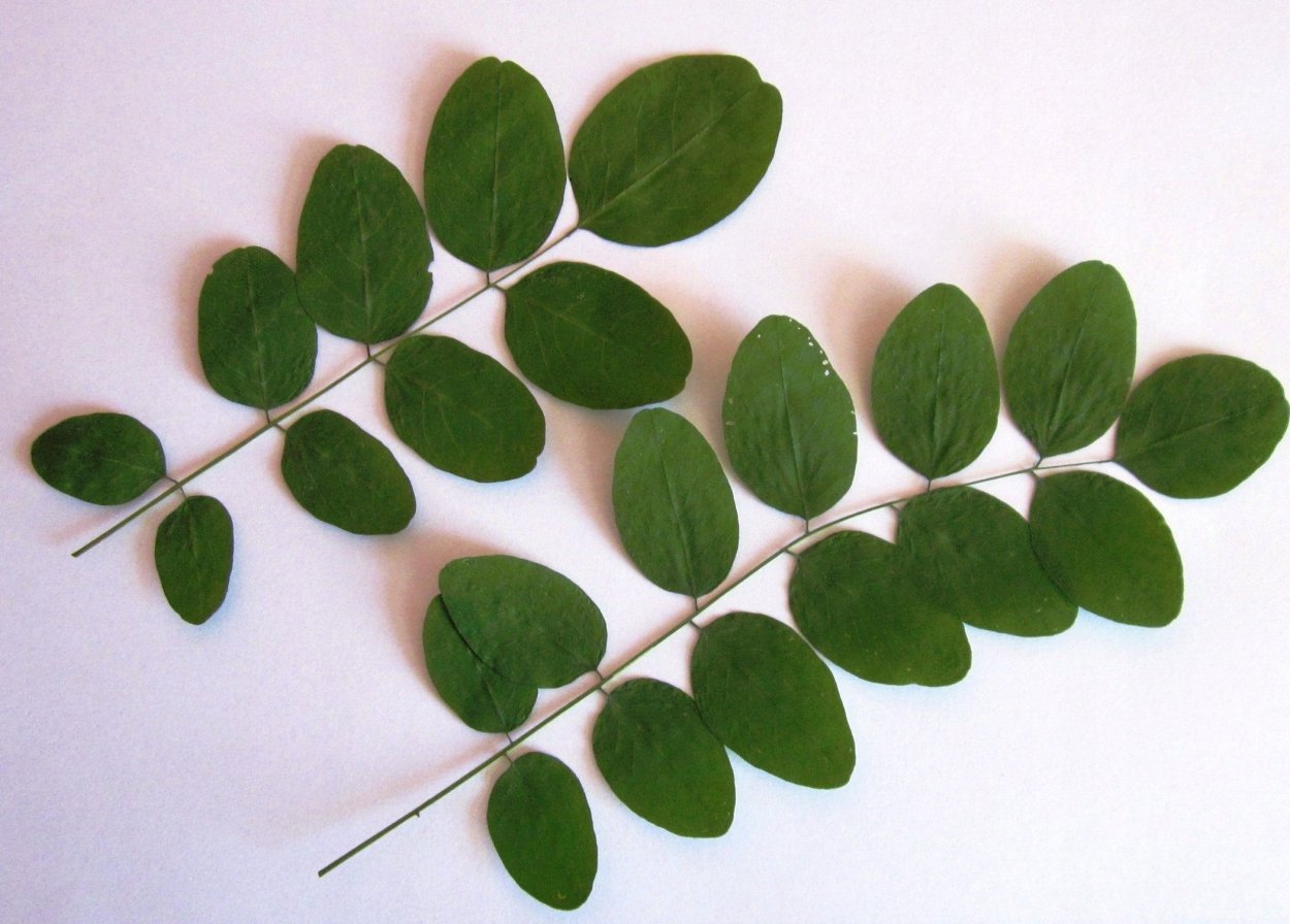 Зарисовки осенних листьев