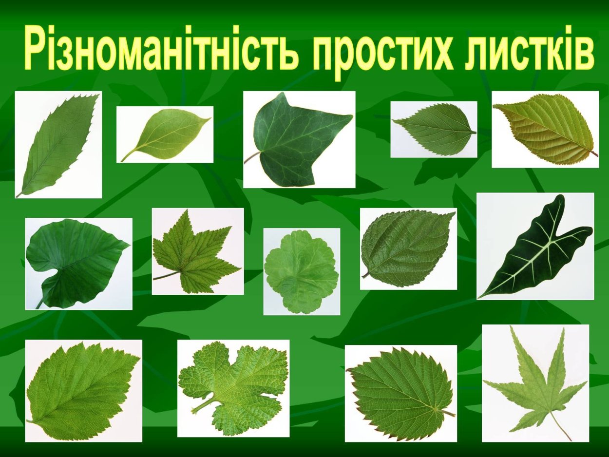 Форма листовой пластинки таблица