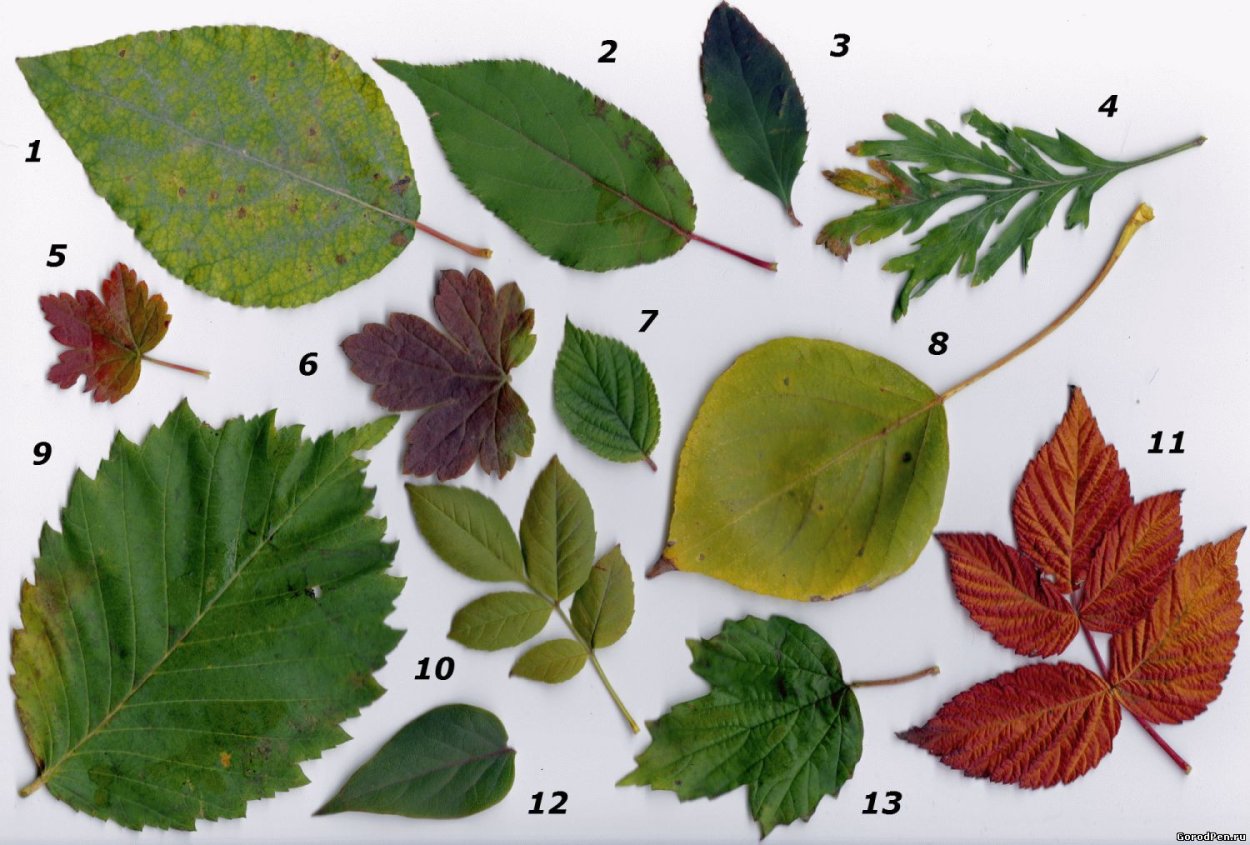 Названия деревьев на английском