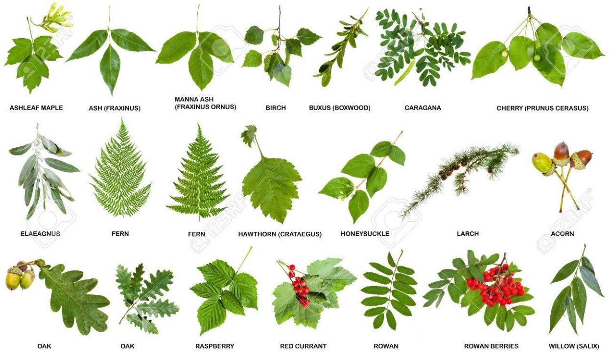 Клевер Луговой листья жилкование листьев