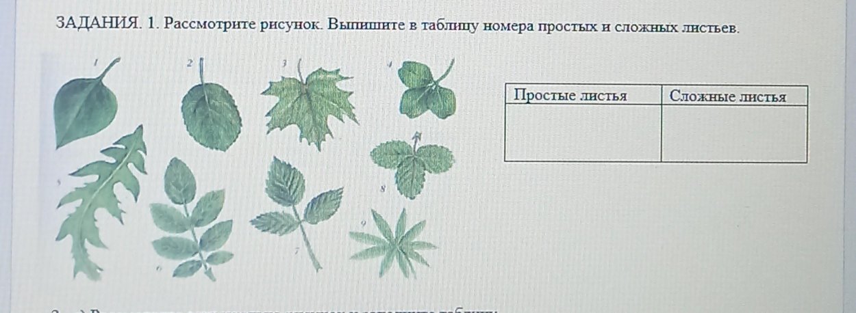 Строение перистосложного листа