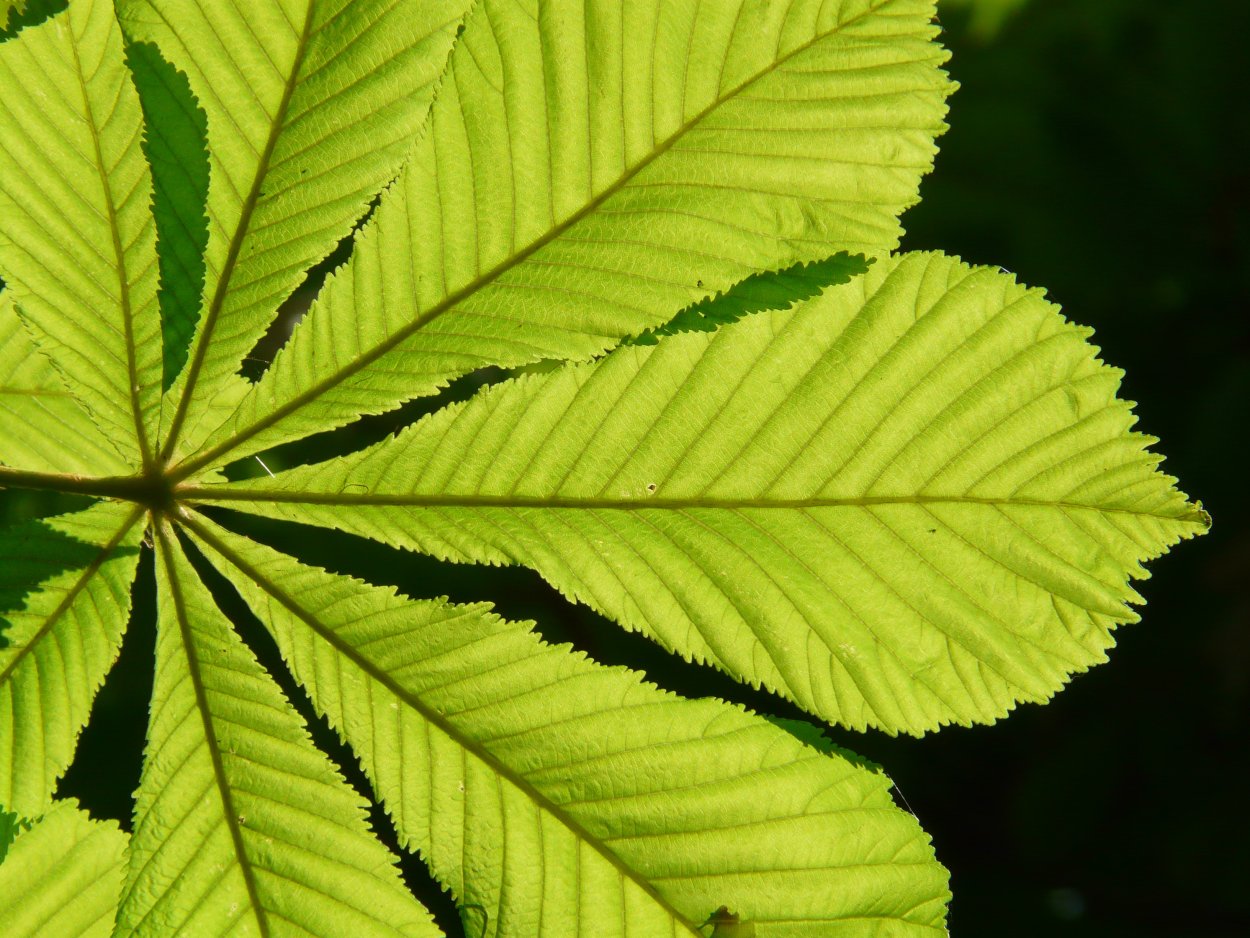 Непарноперистый сложный лист