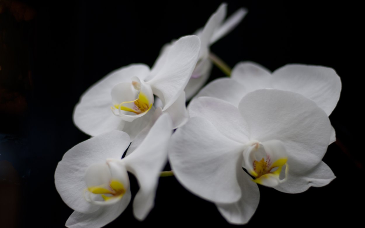 Зебо орхидеи