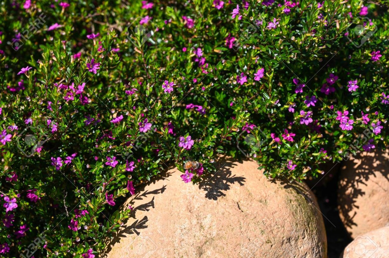 Куфея хиссопифолия