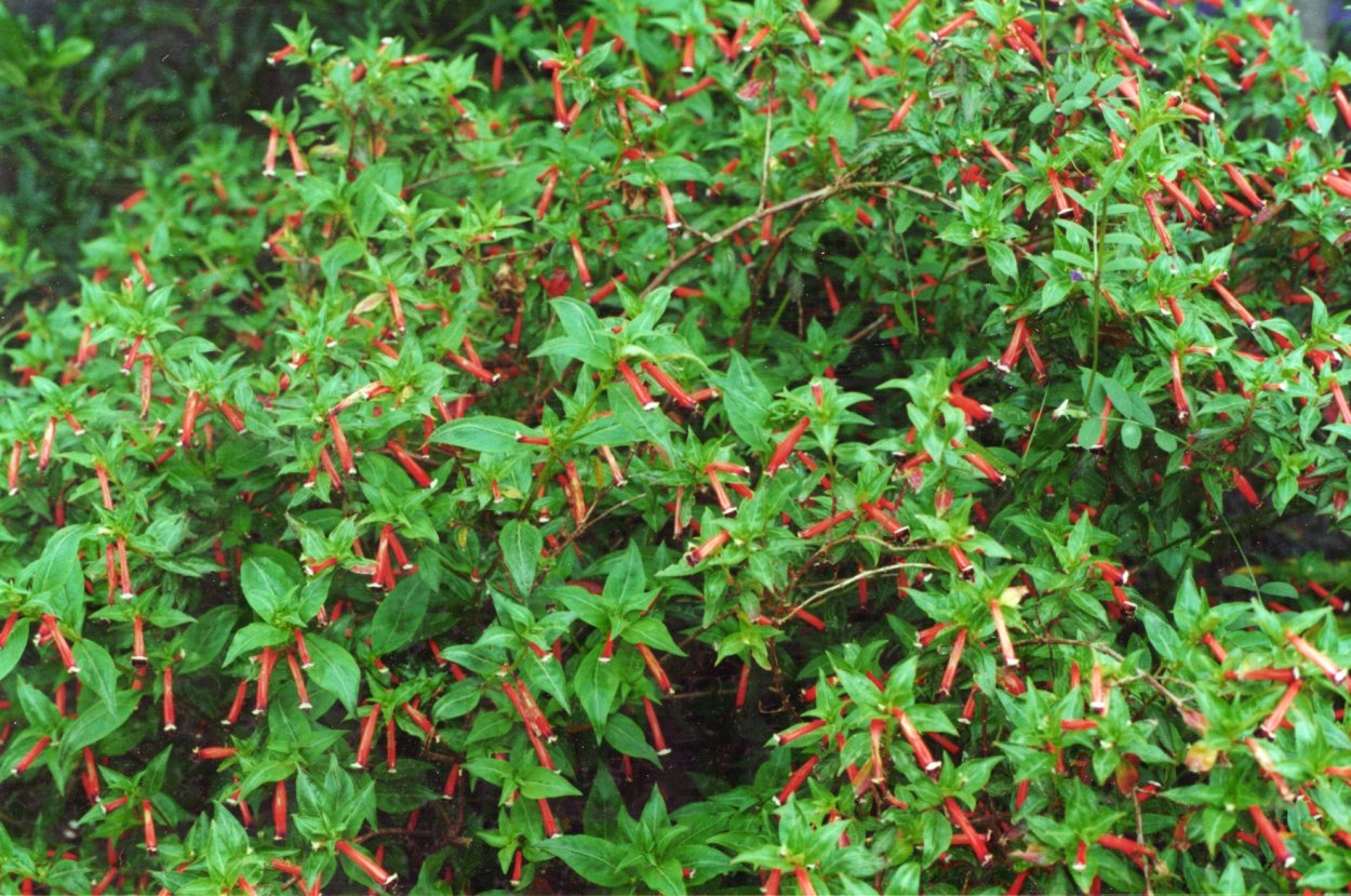 Куфея иссополистная малиновая