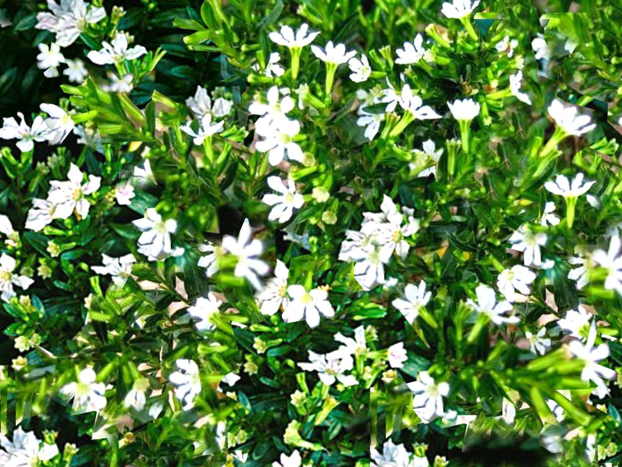 Куфея кустовая микс