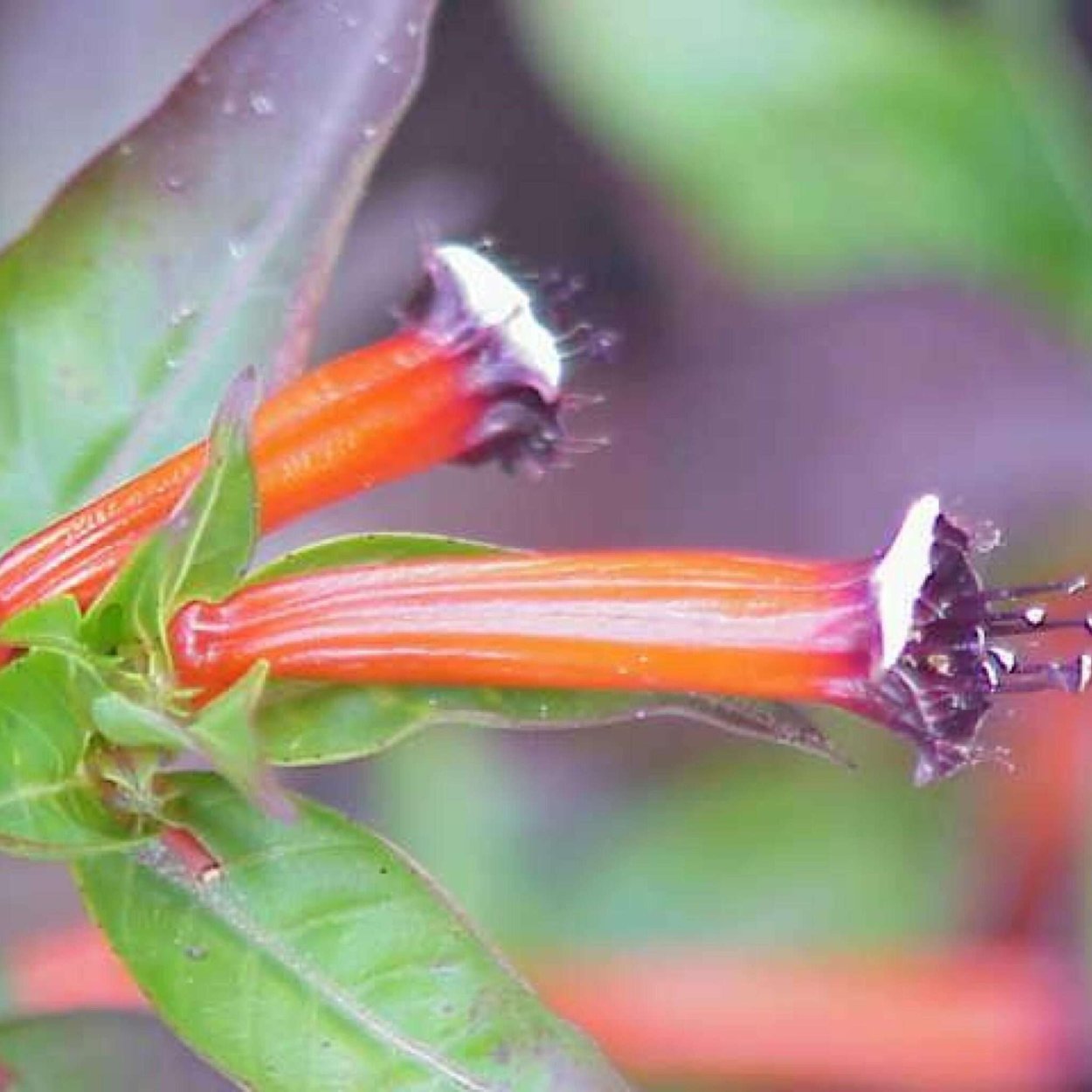 Куфея Myrto Pink