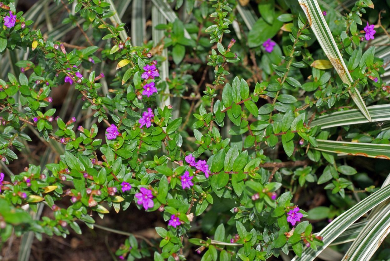 Цветок Cuphea hyssopifolia