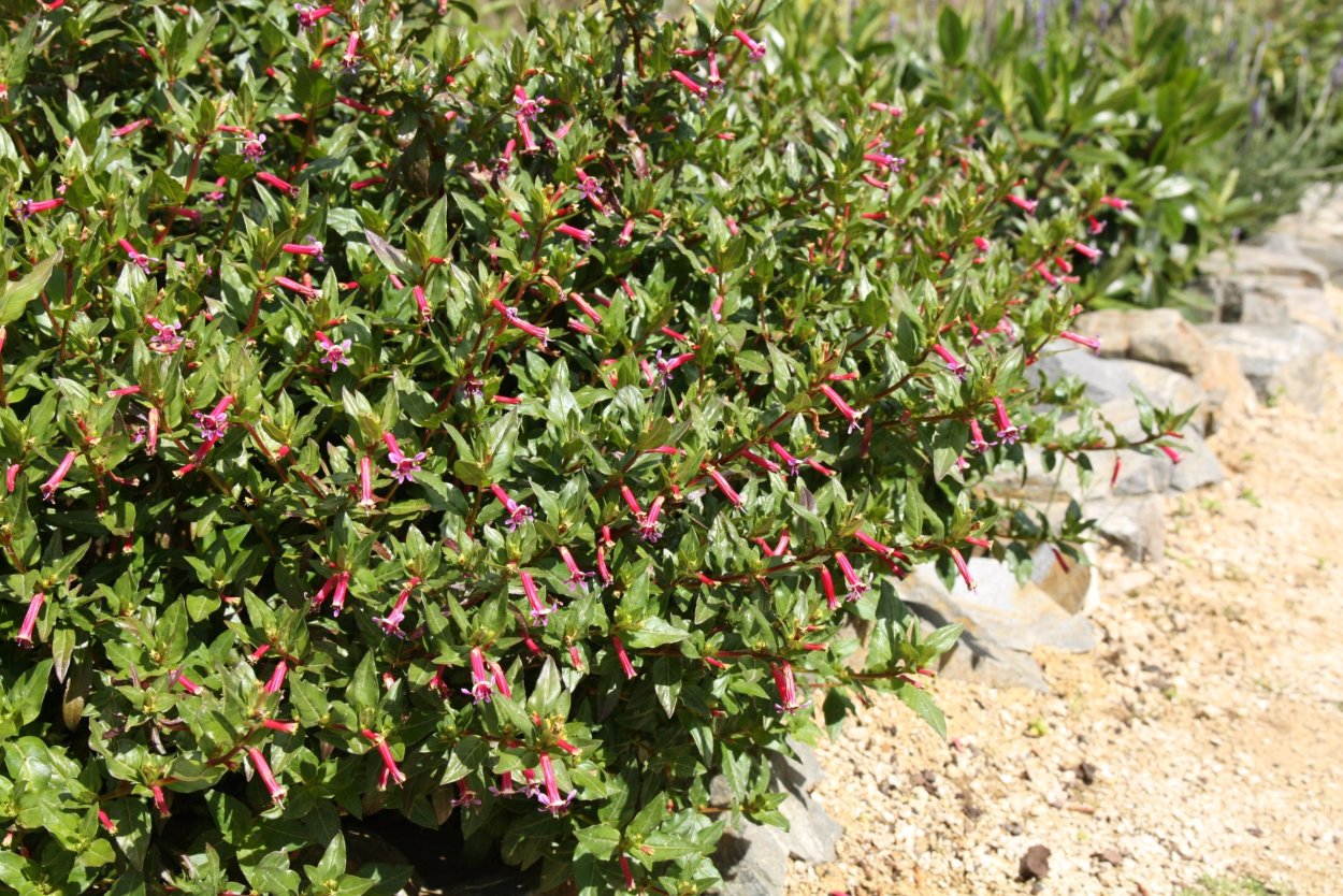 Куфея японский Мирт