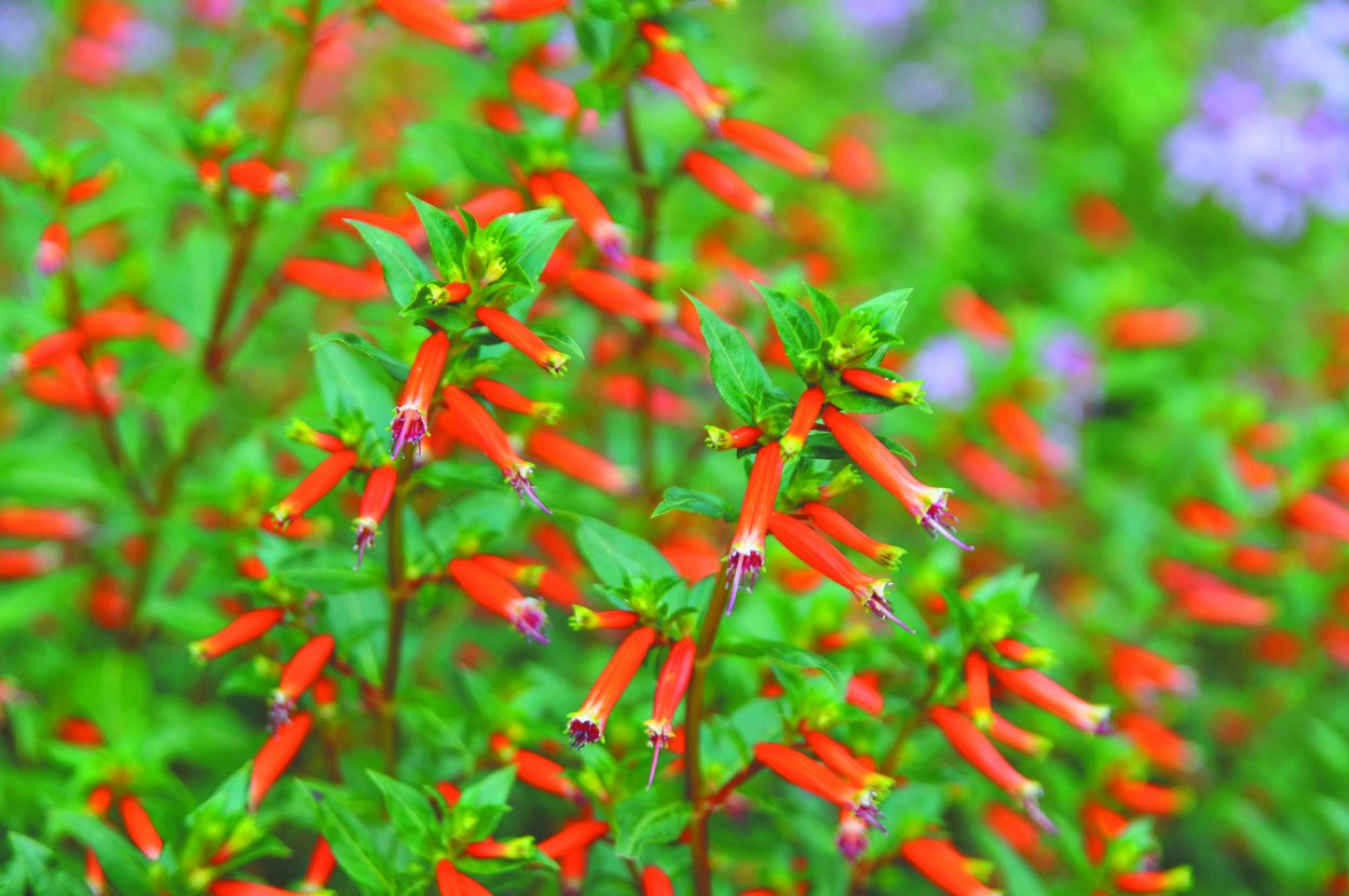 Куфея иссополистная