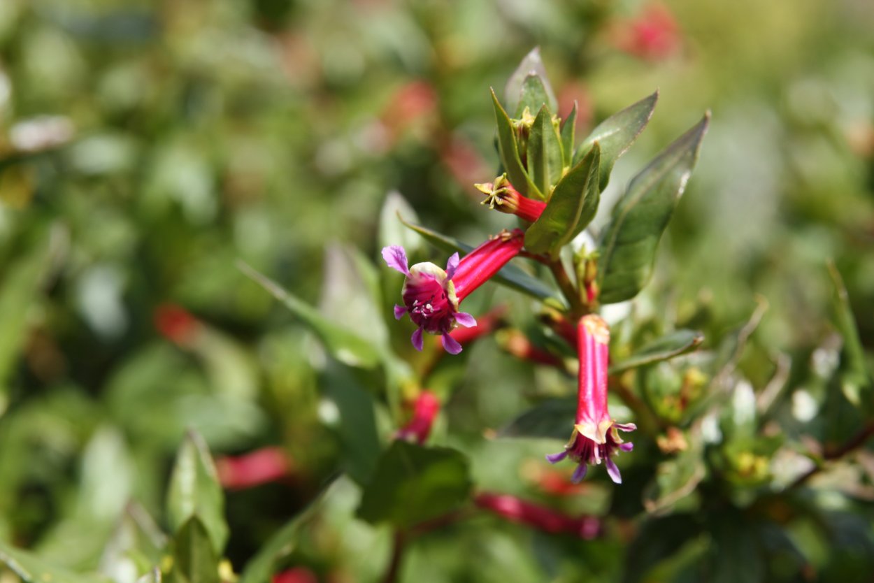 Куфея иссополистная бонсай