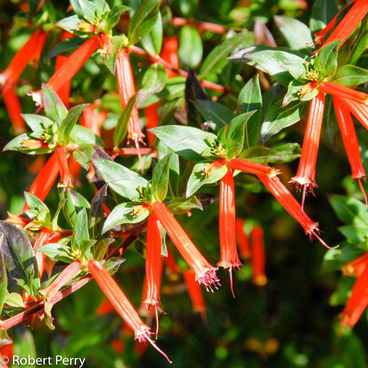 Куфея геля огненно-красная