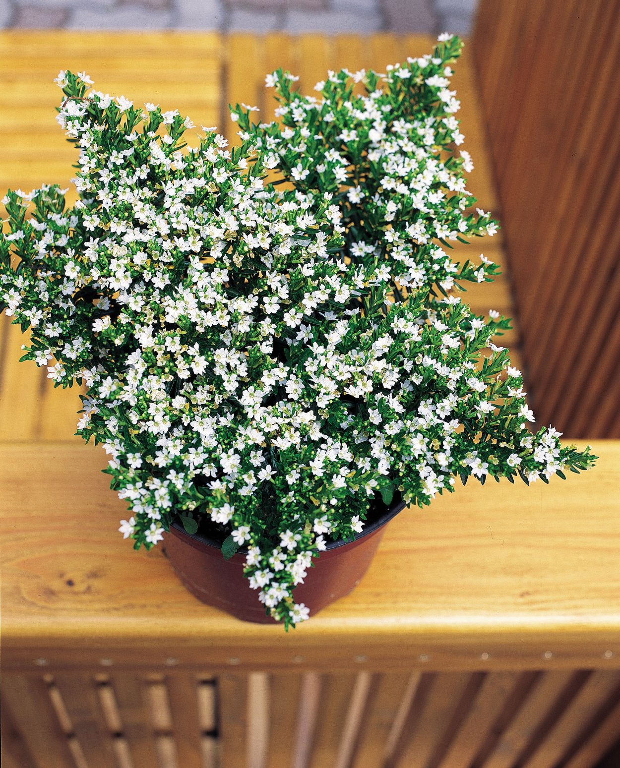 Куфея огненно-красная