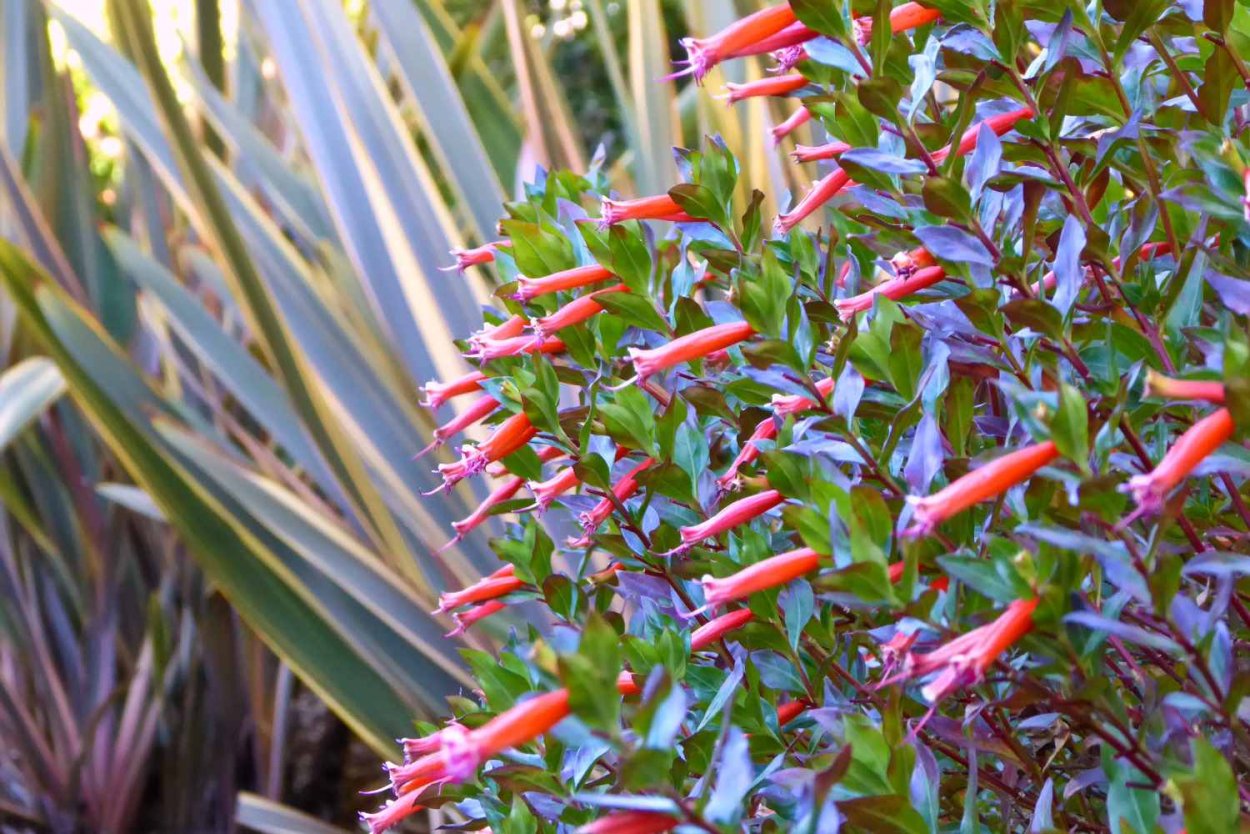 Куфея иссополистная лиловая