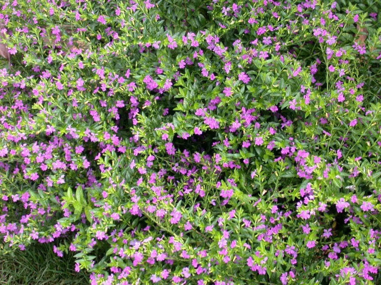 Куфея Myrto Purple