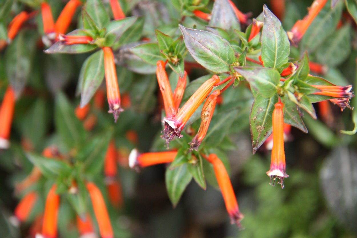 Растение jap. Scheinmyrthe