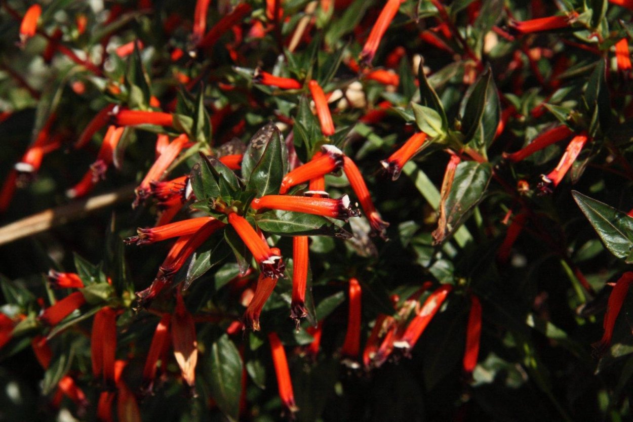 Куфея иссополистная