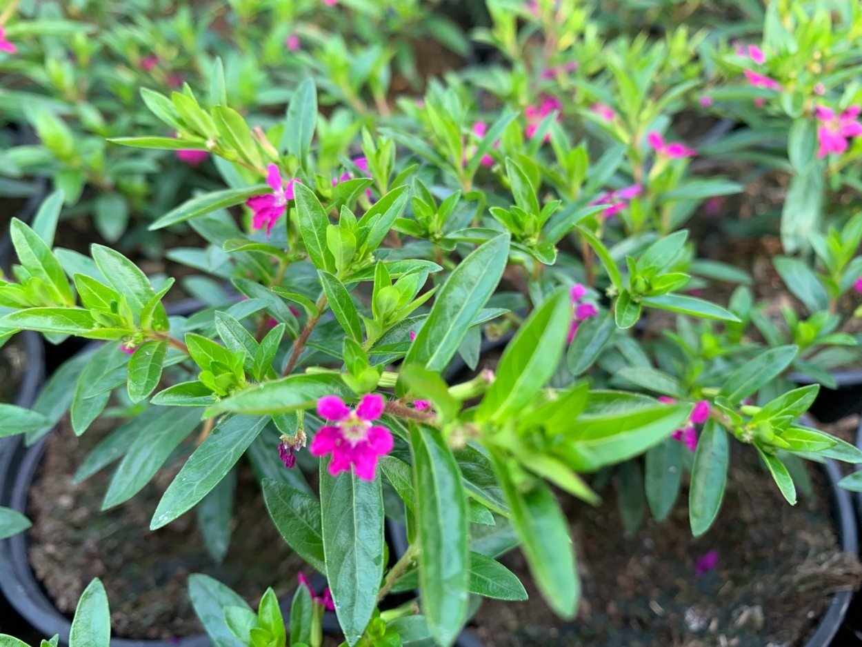 Куфея Динамит