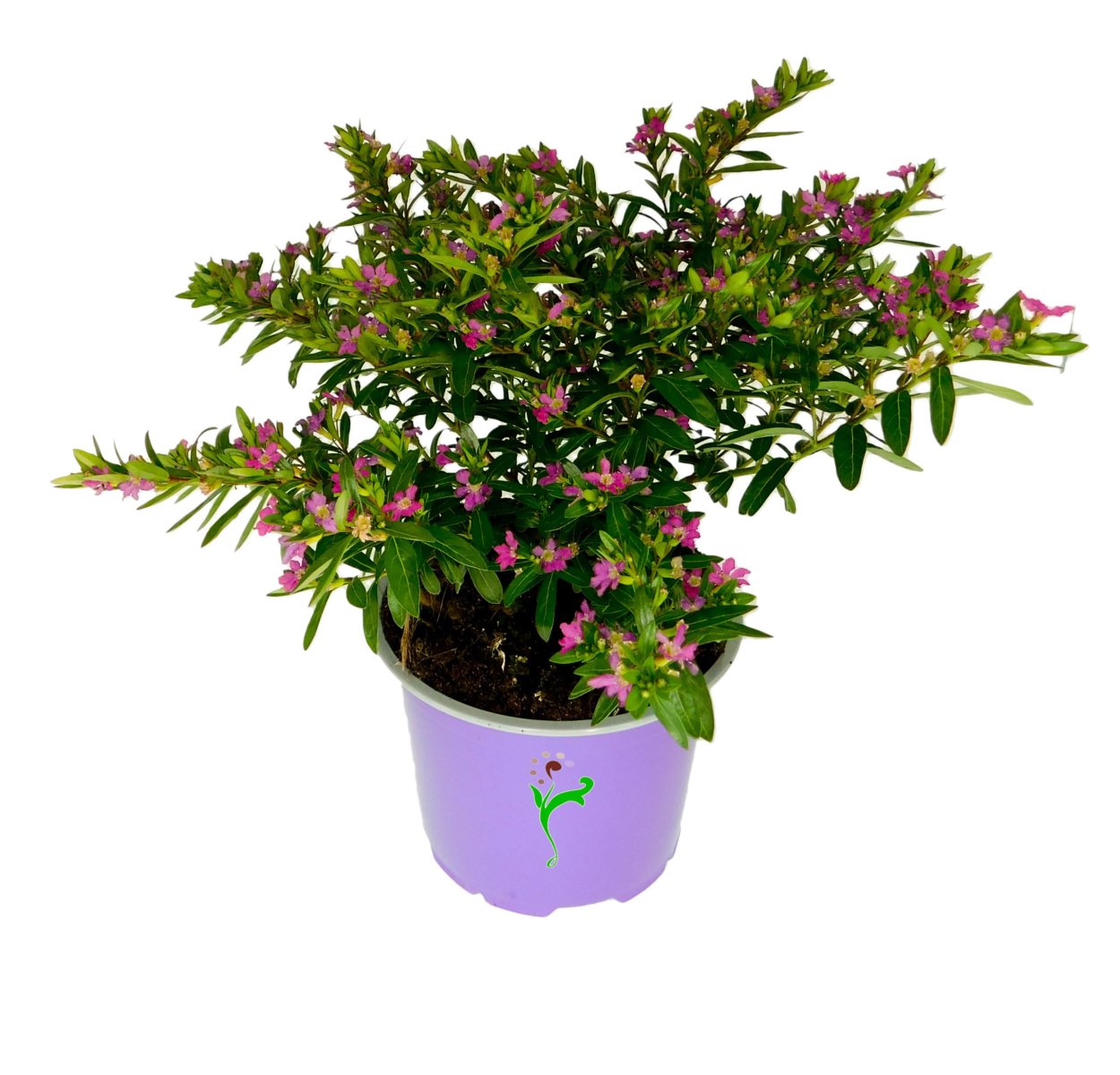 Куфея tiny Mice в кашпо