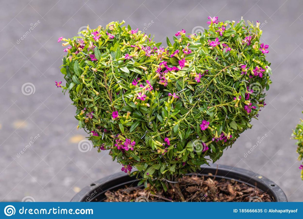 Куфея иссополистная