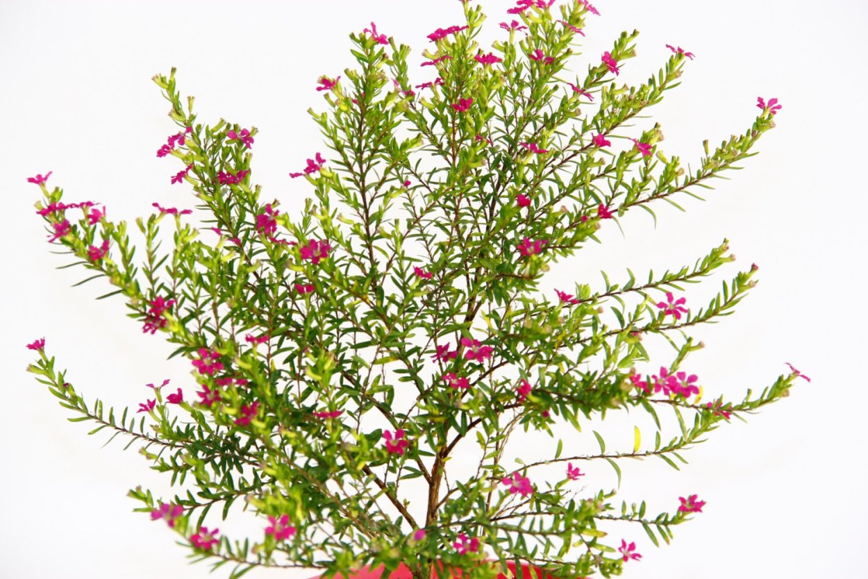 Куфея аквариумное растение