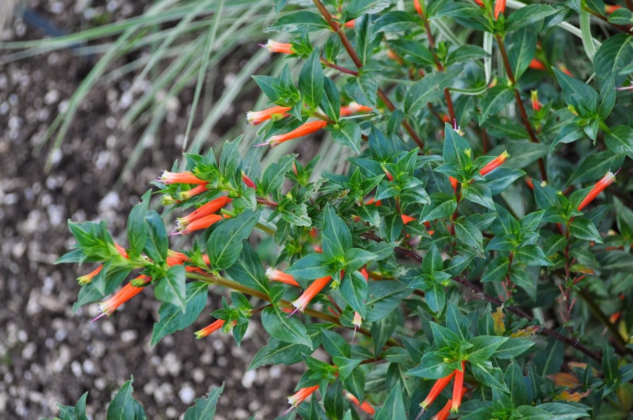 Куфея сигаретница