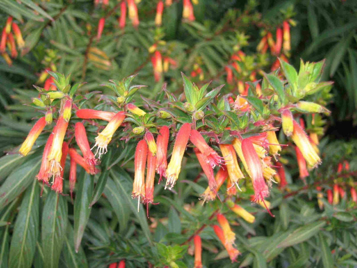 Кустарник Куфея