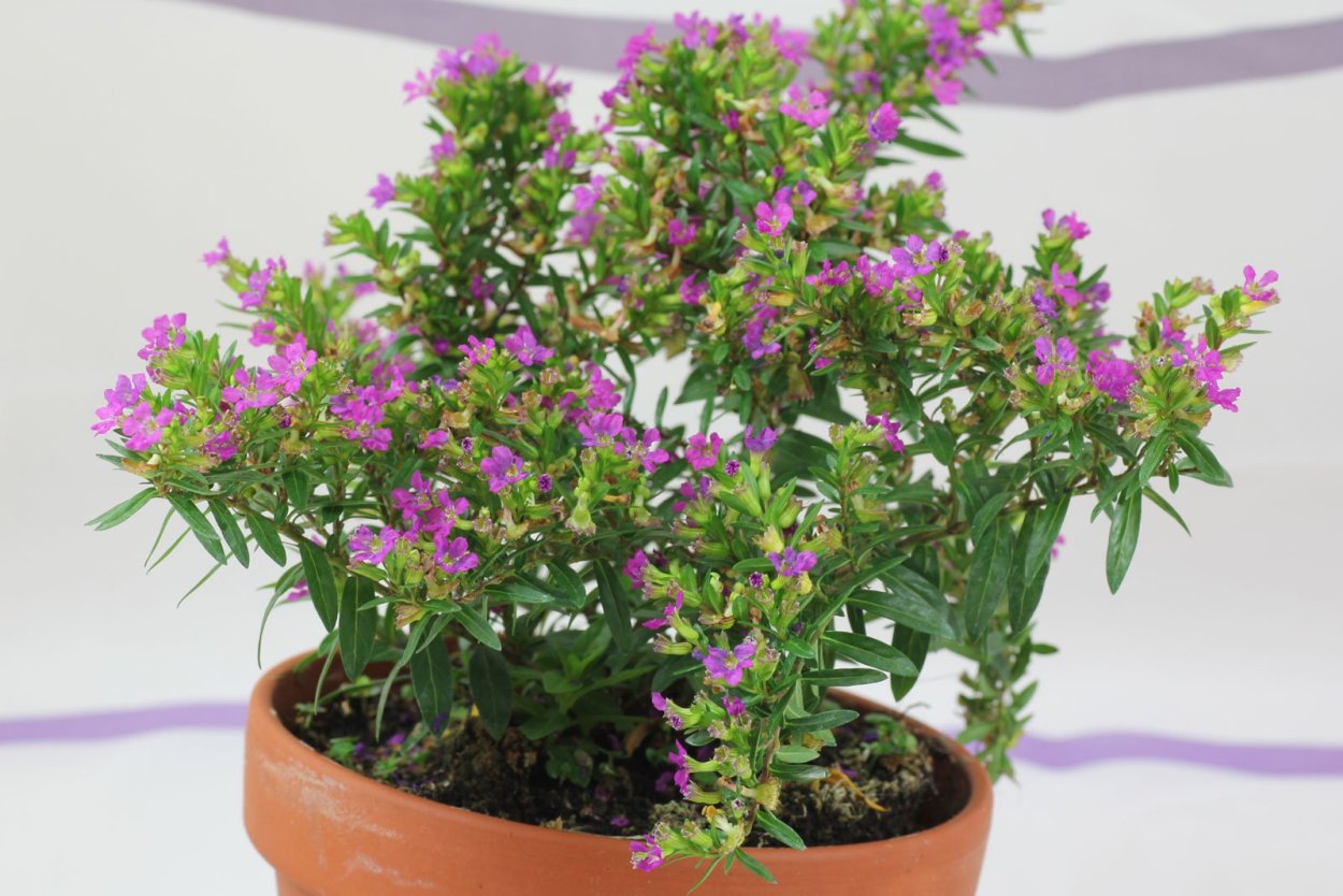 Куфея иссополистная