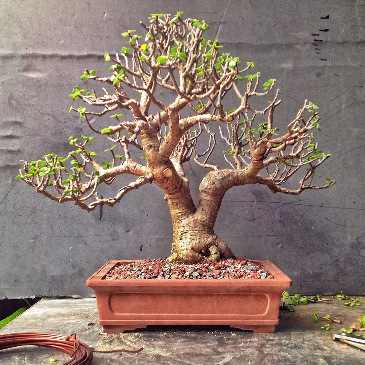 Бонсай дерево