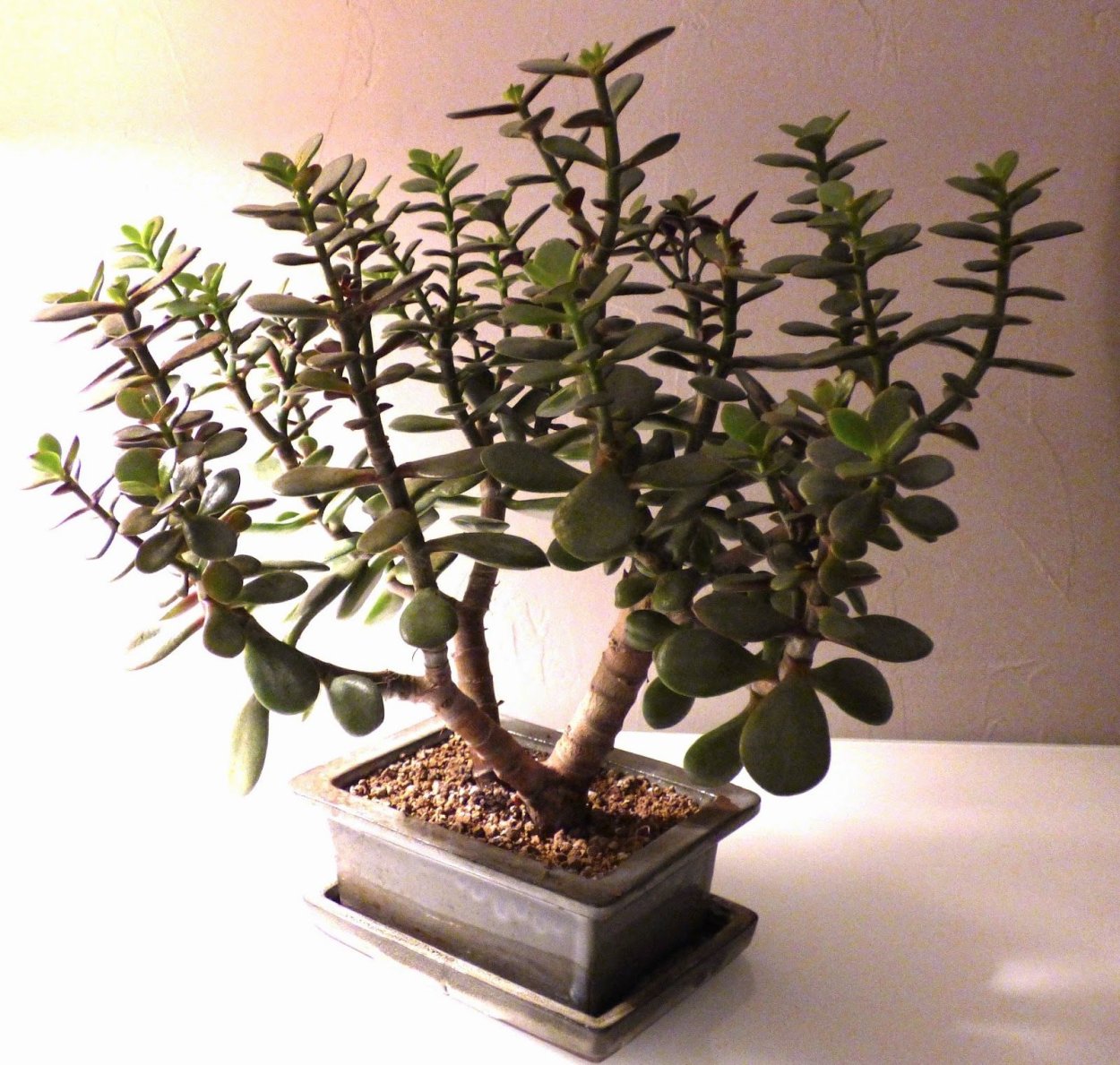 Коралл Крассула бонсай