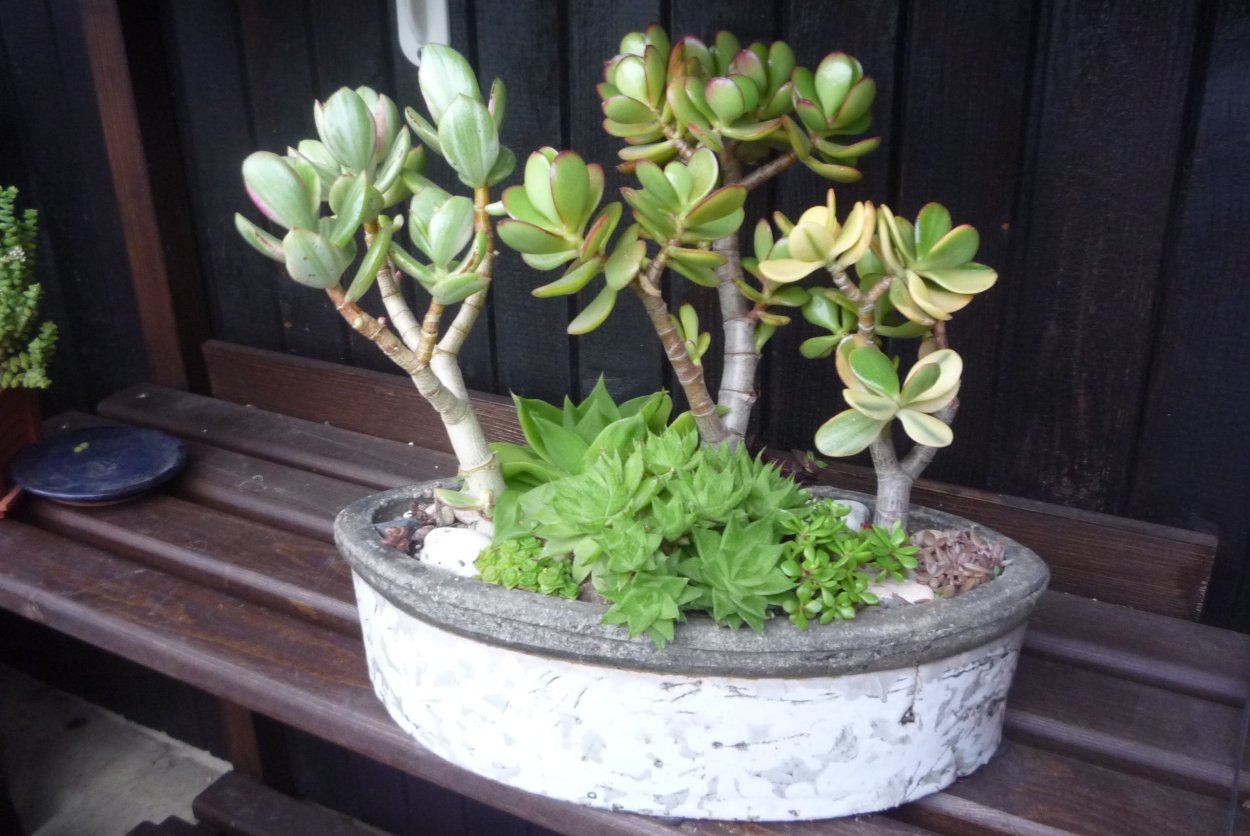 Толстянка бонсай