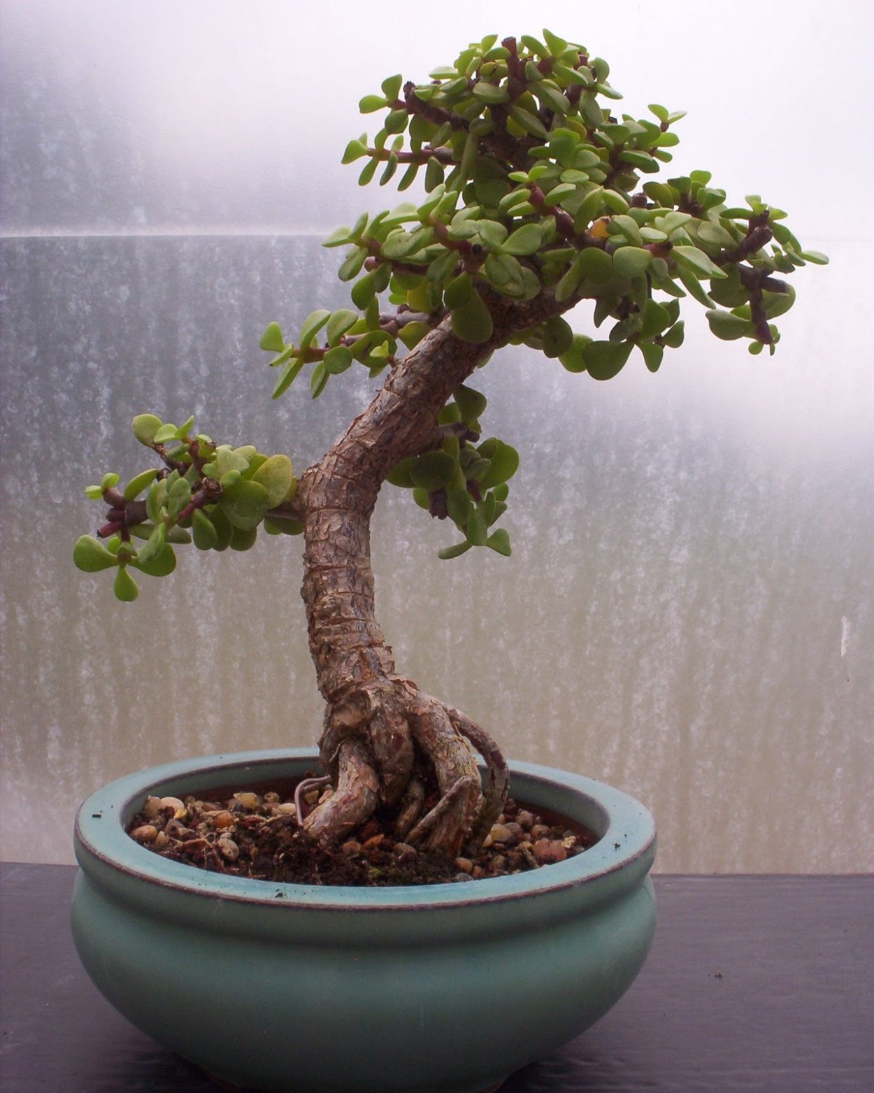 Крассула портулакария бонсай