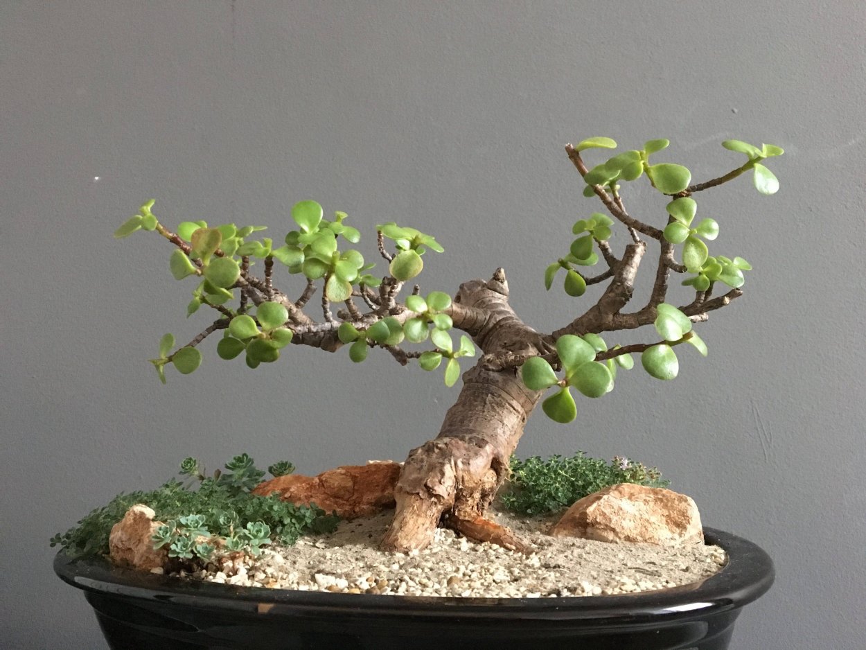 Бонсай толстянки