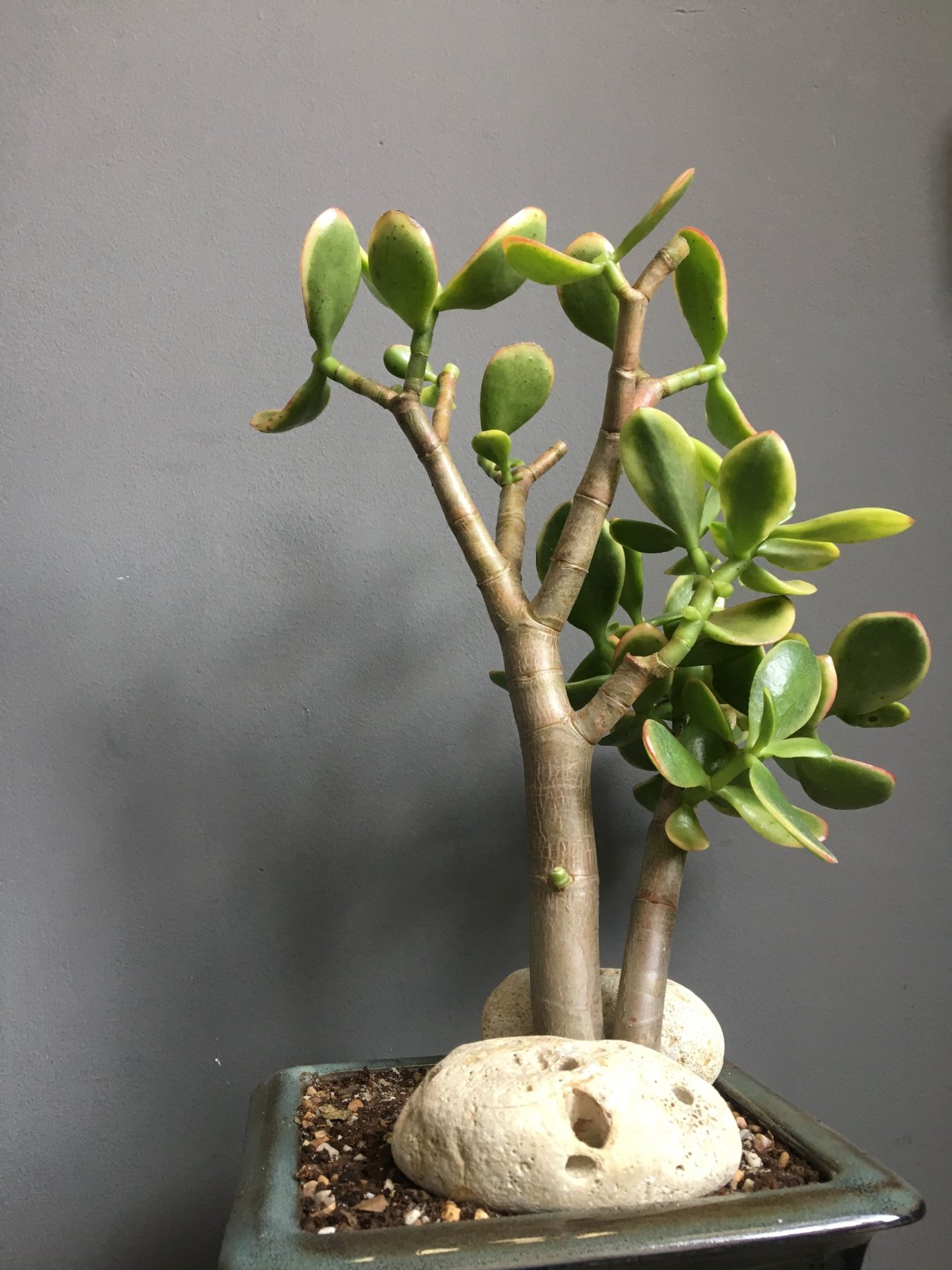 Крассула Овата бонсай