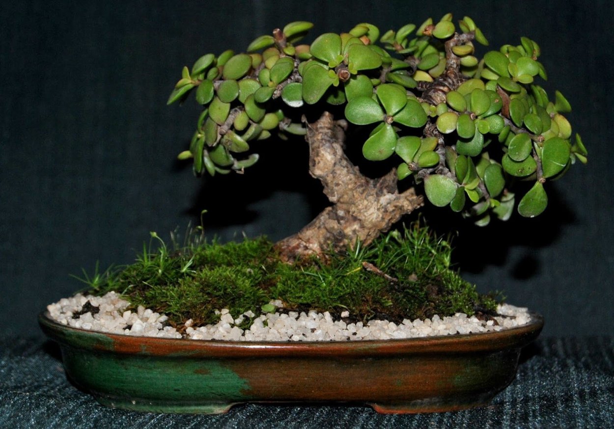 Крассула толстянка денежное дерево