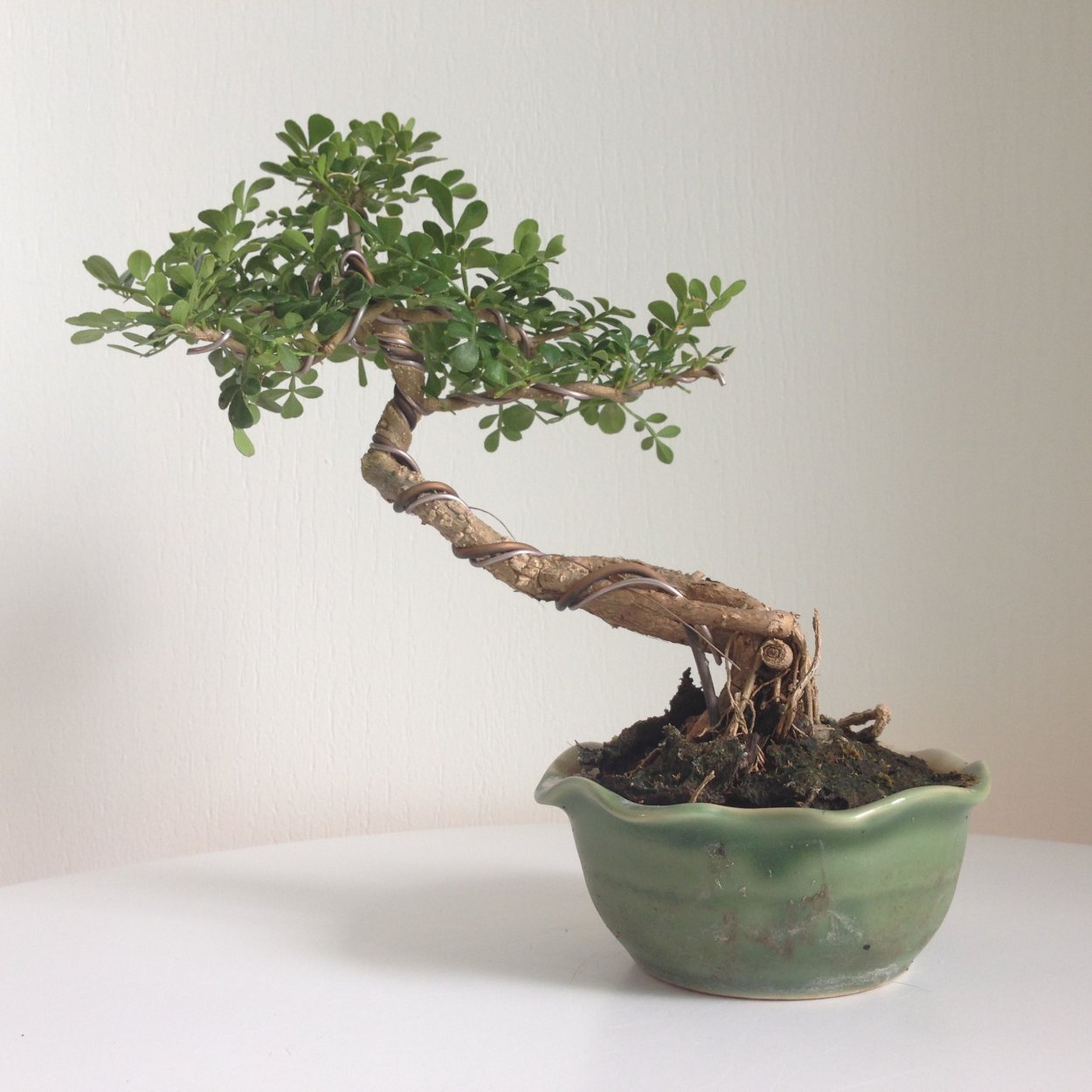 Толстянка бонсай