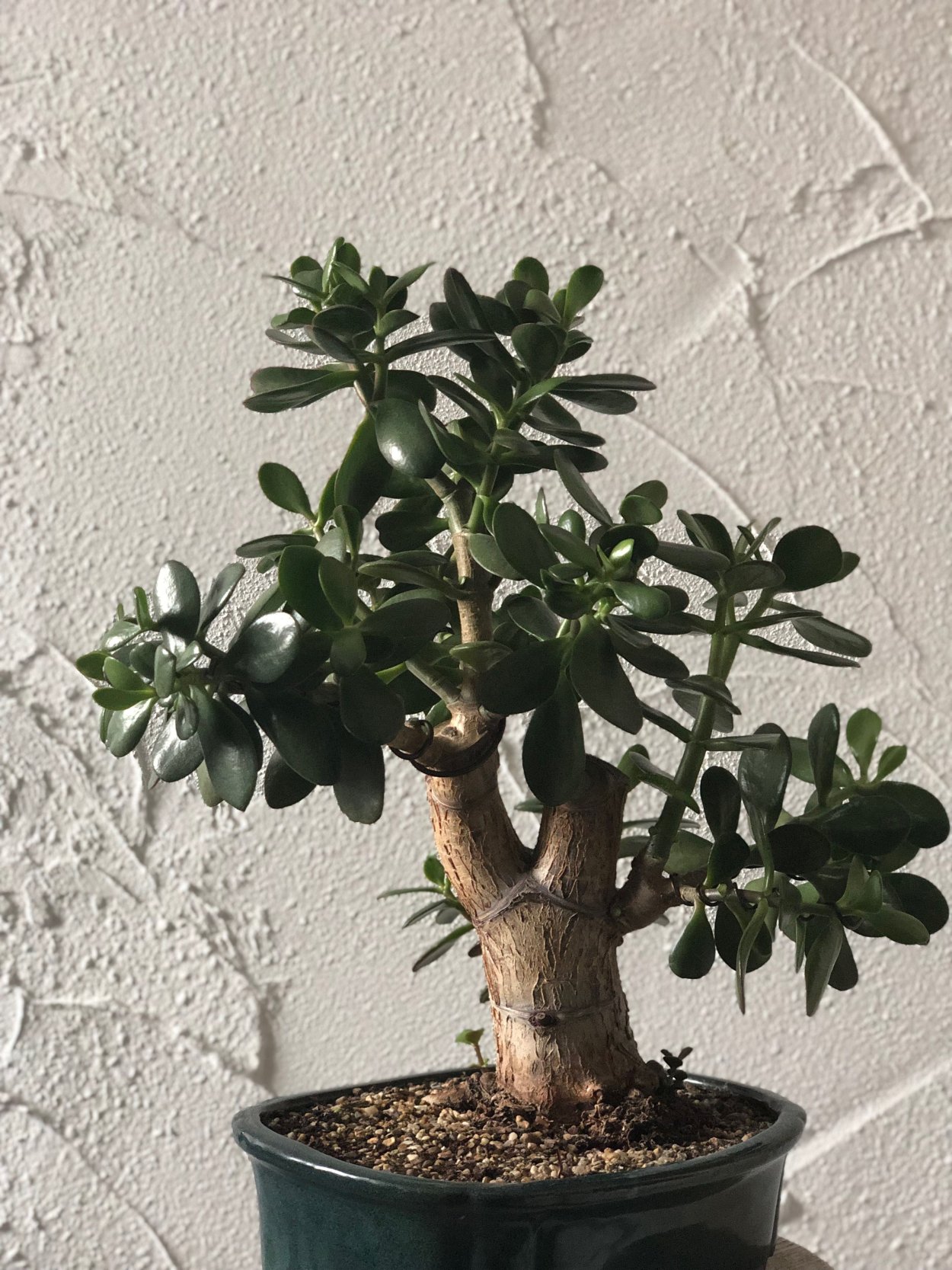 Толстянка многополосная