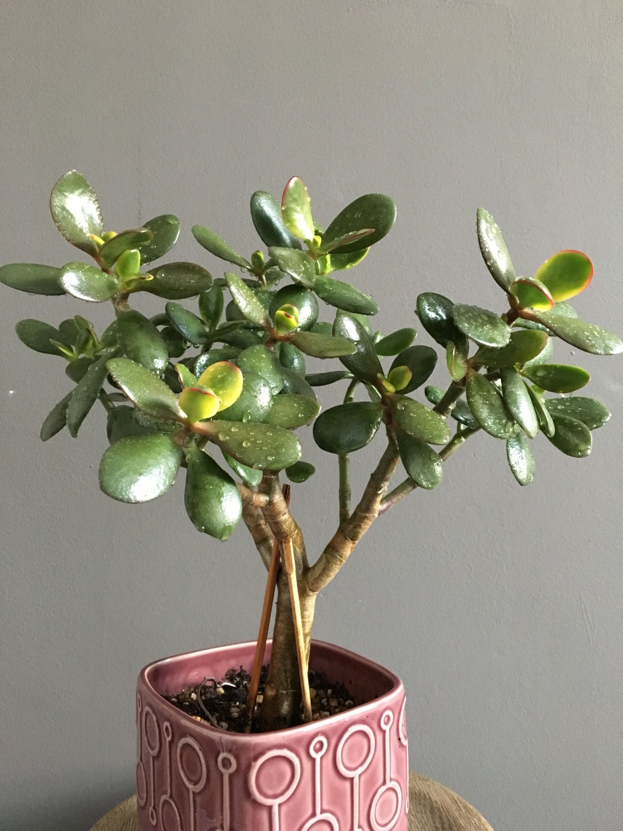 Техники бонсай из толстянки