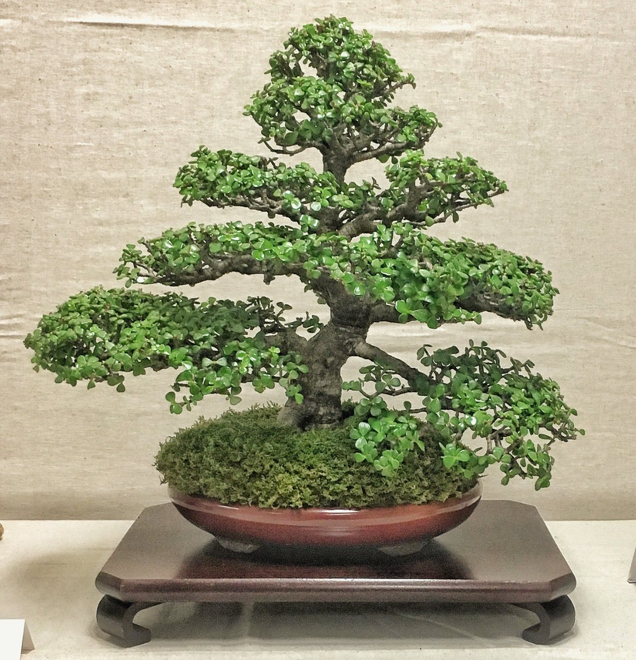 Крассула бонсай