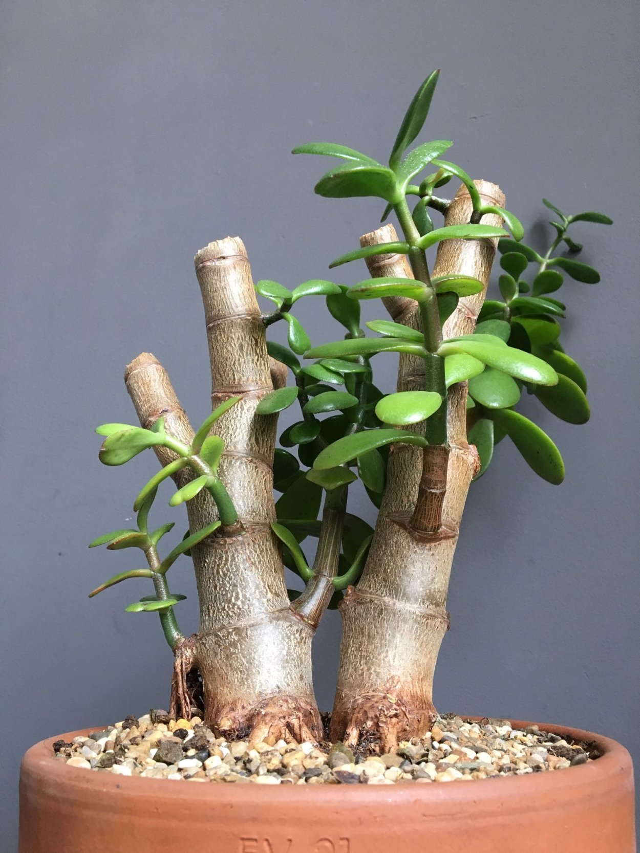 Бонсай нефрит