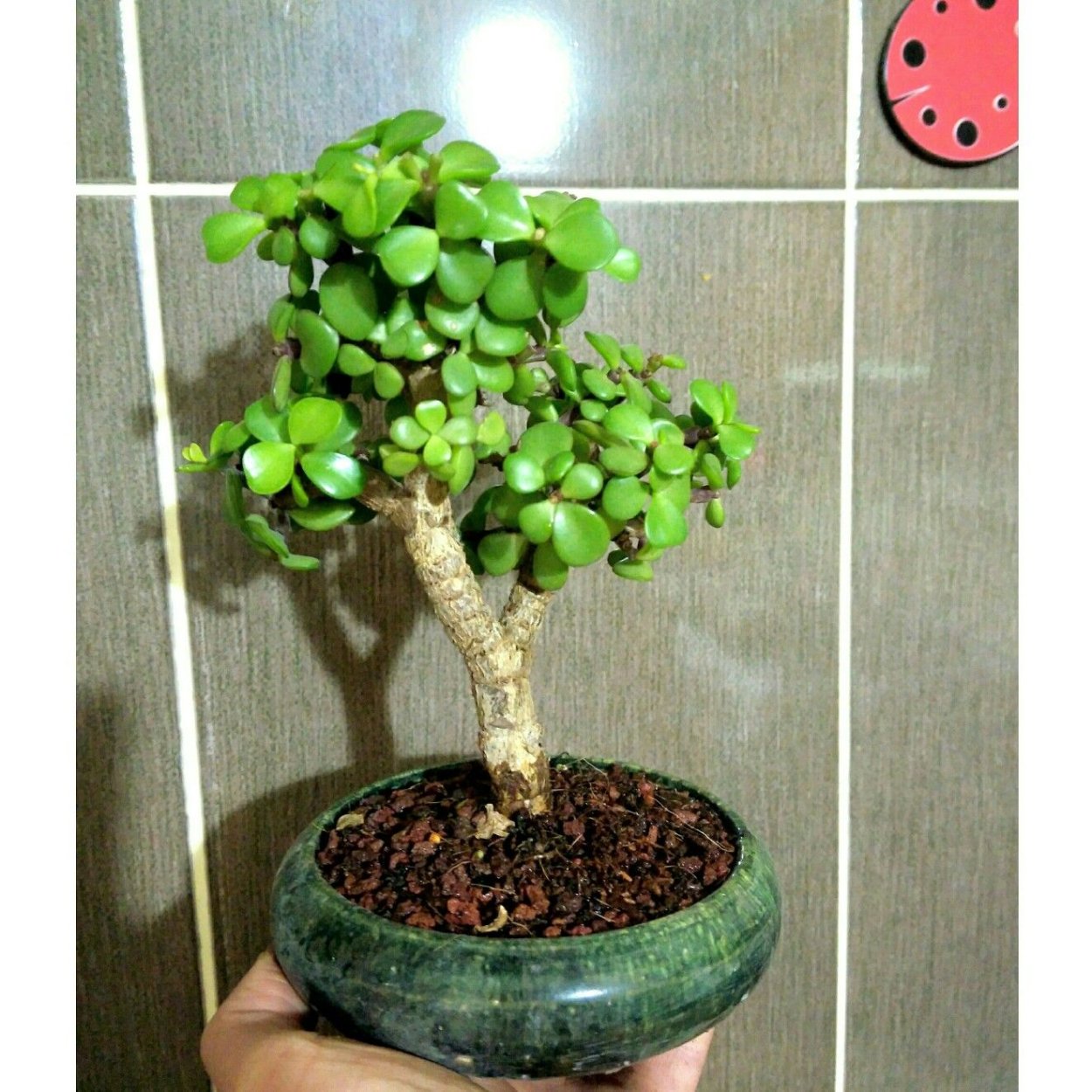 Икебана толстянка