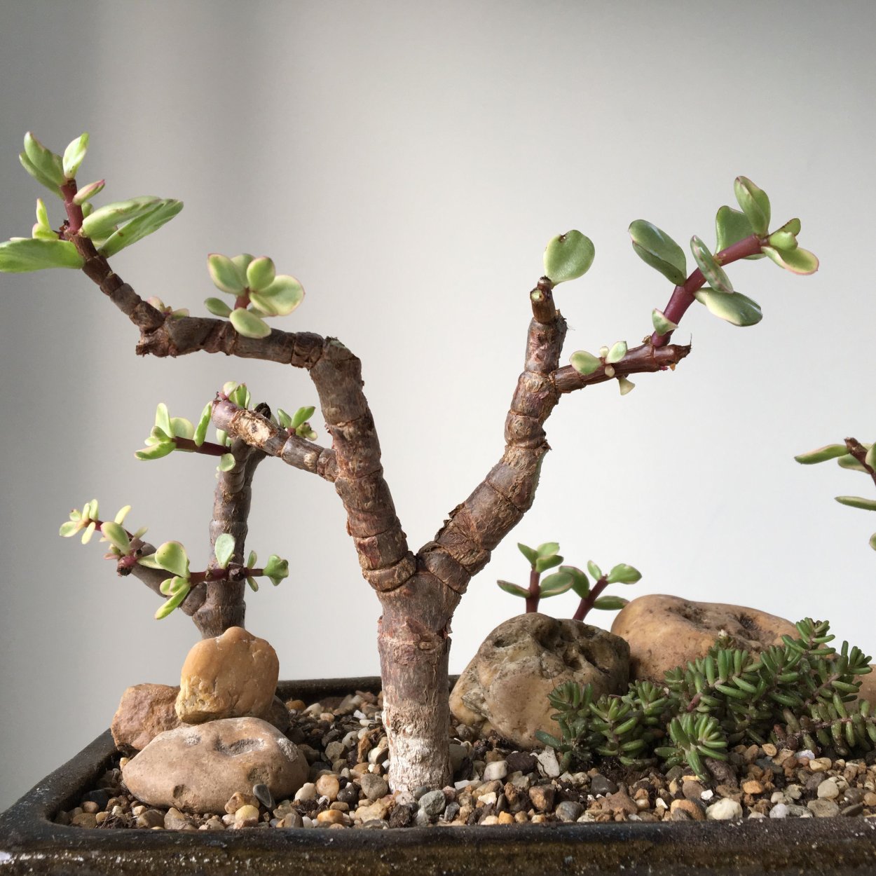 Крассула толстянка бонсай