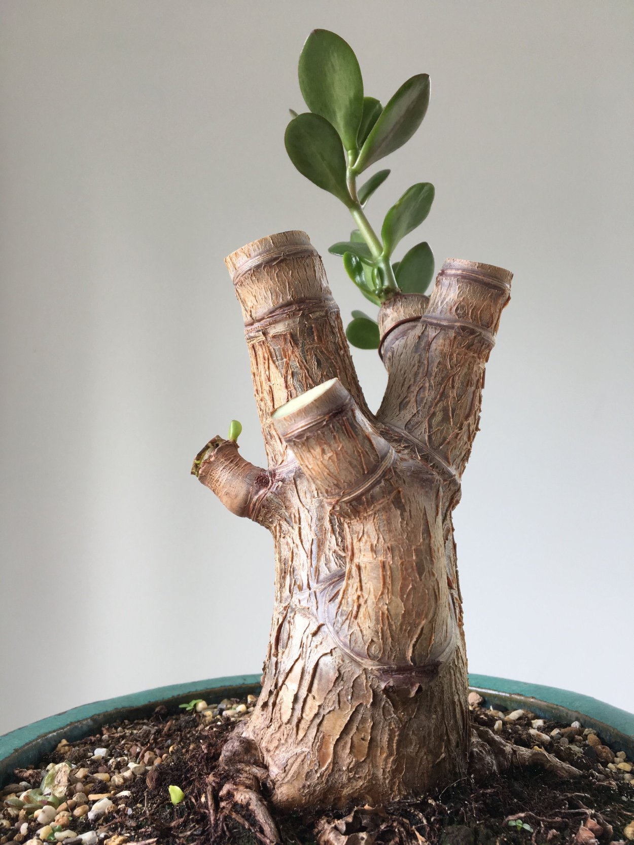 Крассула толстянка