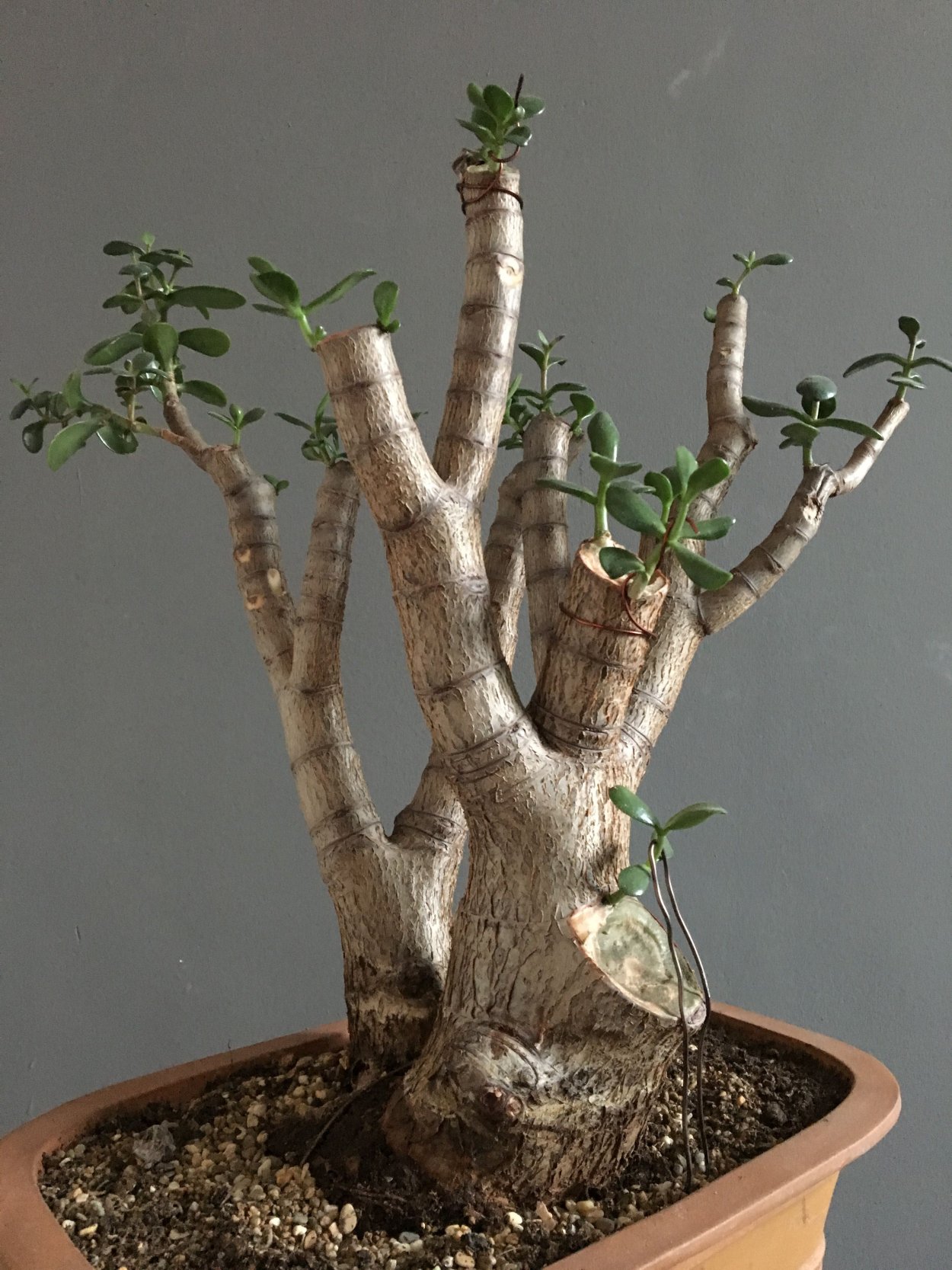 Крассула бонсай