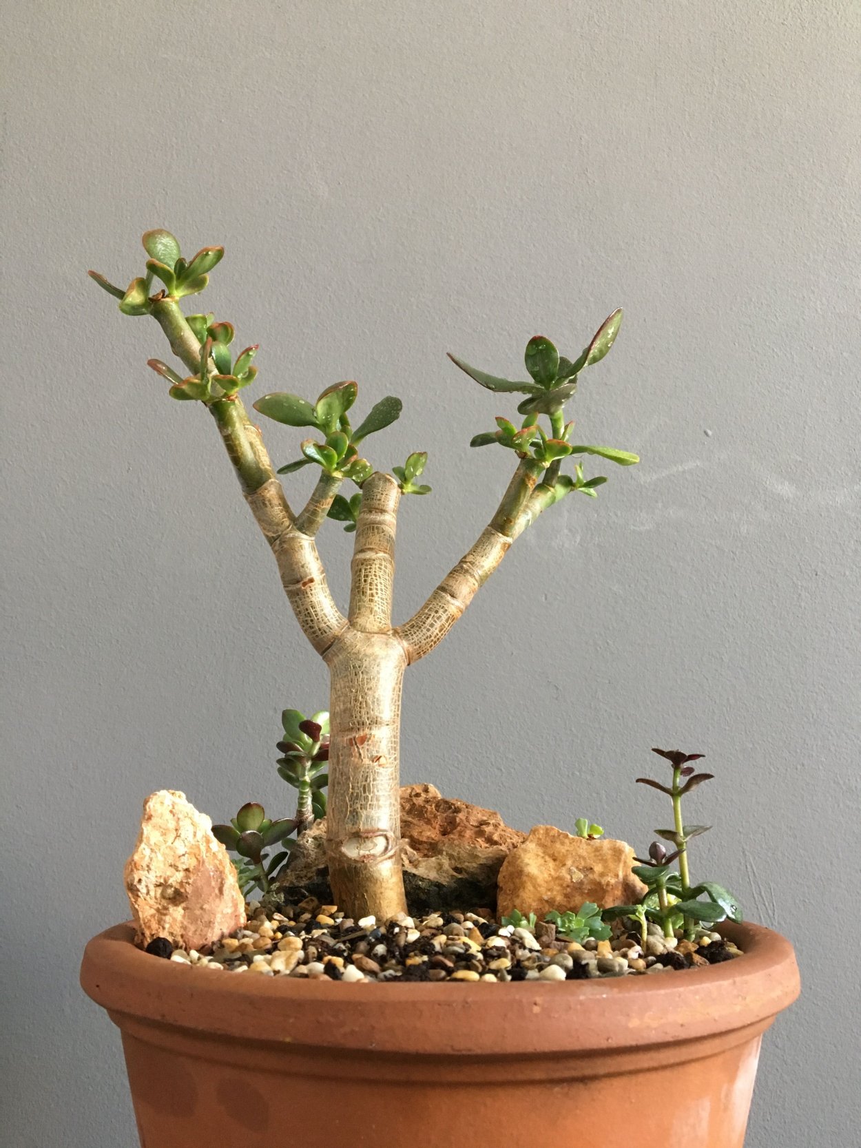 Толстянка денежное дерево