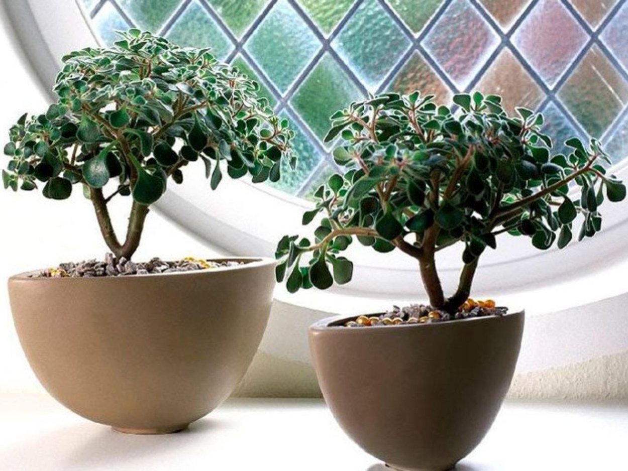 Крассула Овата бонсай